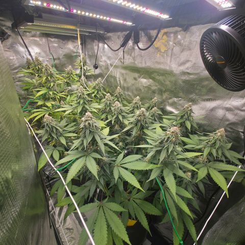 Blueberry Pancakes #1 growlog timeline photo