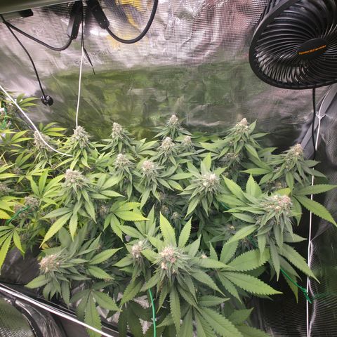 Blueberry Pancakes #1 growlog timeline photo