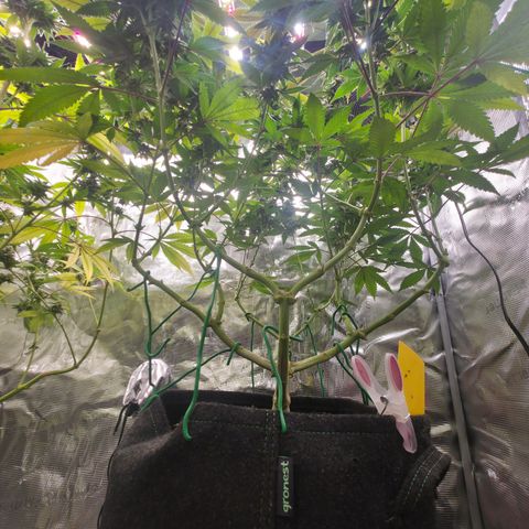 Blueberry Pancakes #1 growlog timeline photo