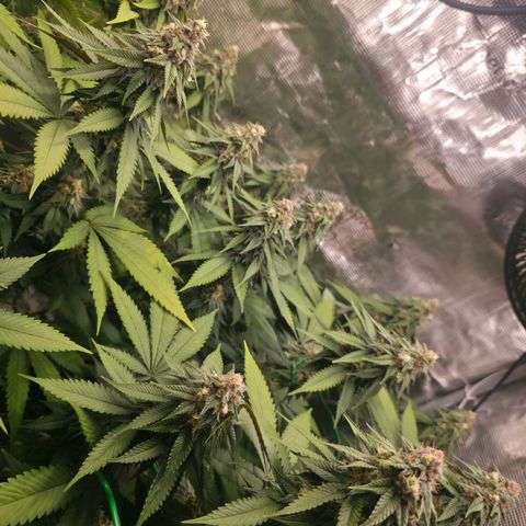 Blueberry Pancakes #1 growlog timeline photo