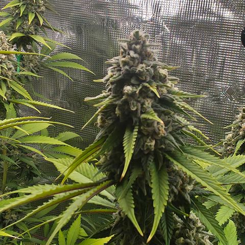 Blueberry Pancakes #1 growlog timeline photo