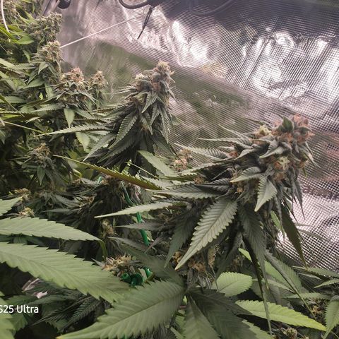 Blueberry Pancakes #1 growlog timeline photo