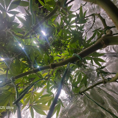 Blueberry Pancakes #1 growlog timeline photo