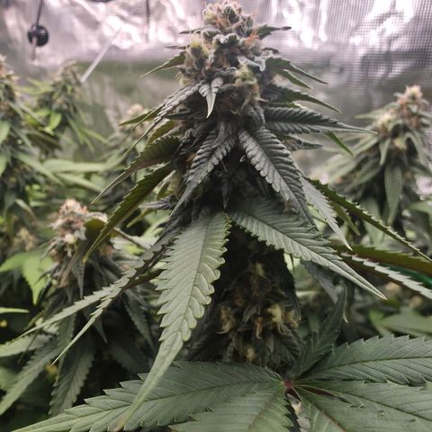 Blueberry Pancakes #1 growlog timeline photo