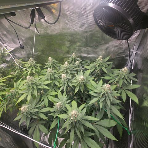 Blueberry Pancakes #1 growlog timeline photo