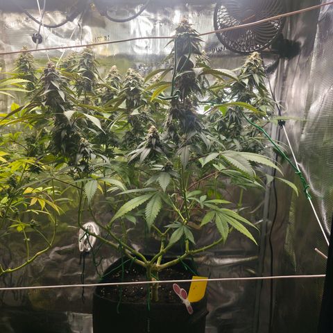 Blueberry Pancakes #1 growlog timeline photo