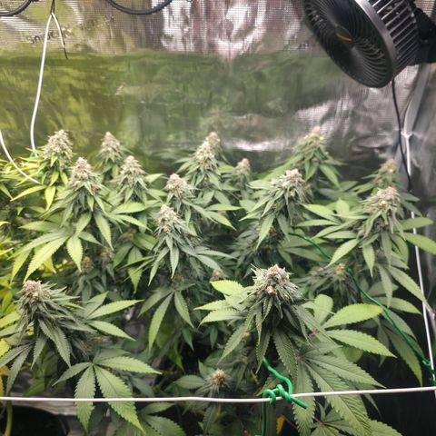 Blueberry Pancakes #1 growlog timeline photo