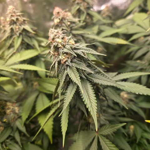 Blueberry Pancakes #1 growlog timeline photo