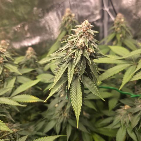 Blueberry Pancakes #1 growlog timeline photo