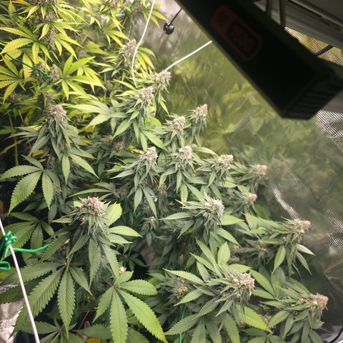 Blueberry Pancakes #1 growlog timeline photo