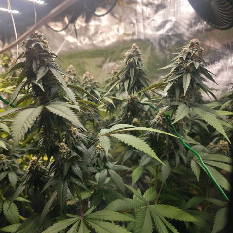 Blueberry Pancakes #1 growlog timeline photo