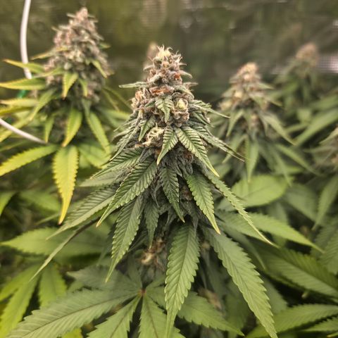 Blueberry Pancakes #1 growlog timeline photo