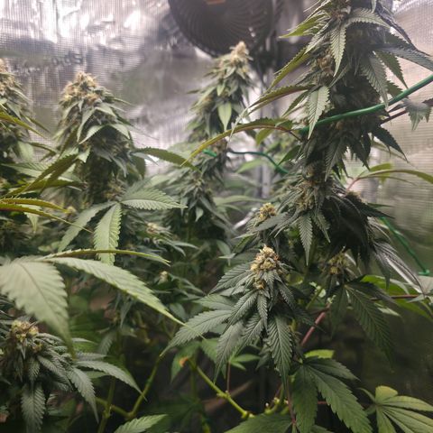 Blueberry Pancakes #1 growlog timeline photo