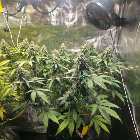Blueberry Pancakes #1 growlog timeline photo