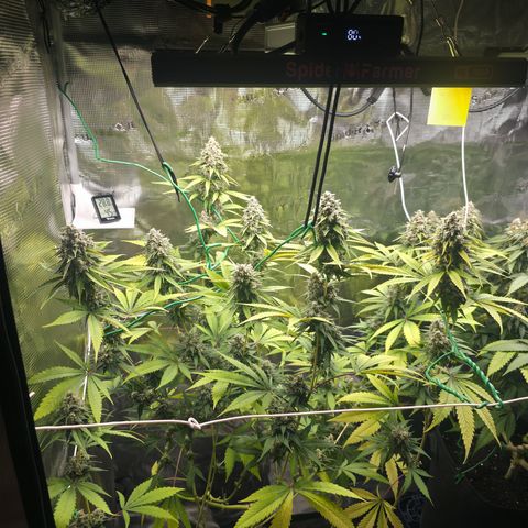 Blueberry Pancakes #2 growlog timeline photo