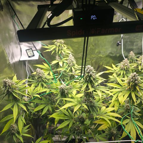 Blueberry Pancakes #2 growlog timeline photo