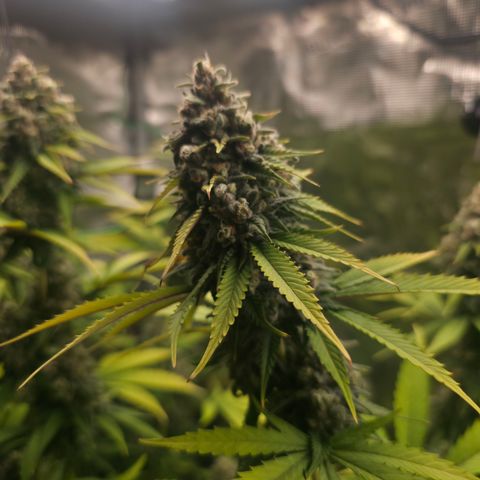 Blueberry Pancakes #2 growlog timeline photo
