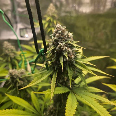 Blueberry Pancakes #2 growlog timeline photo