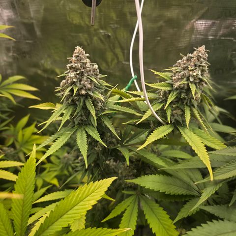 Blueberry Pancakes #2 growlog timeline photo
