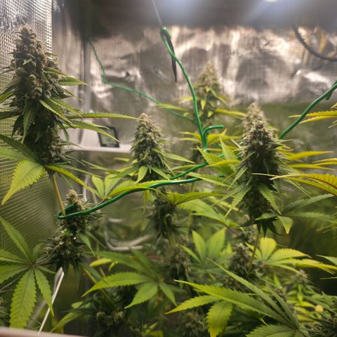 Blueberry Pancakes #2 growlog timeline photo