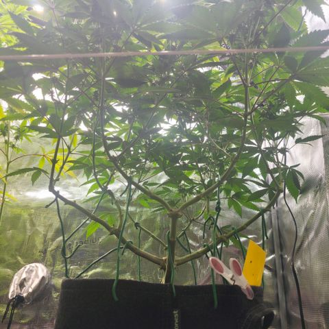 Blueberry Pancakes #1 growlog timeline photo