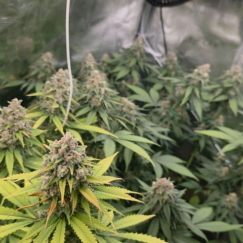Blueberry Pancakes #2 growlog photo: Leider Bud Rot (Botrytis) an einer Main entdeckt, sonst bis jetzt nichts weiter gesehen...