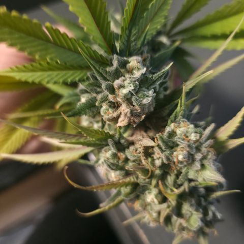Blueberry Pancakes #2 growlog photo: Leider Bud Rot (Botrytis) an einer Main entdeckt, sonst bis jetzt nichts weiter gesehen...