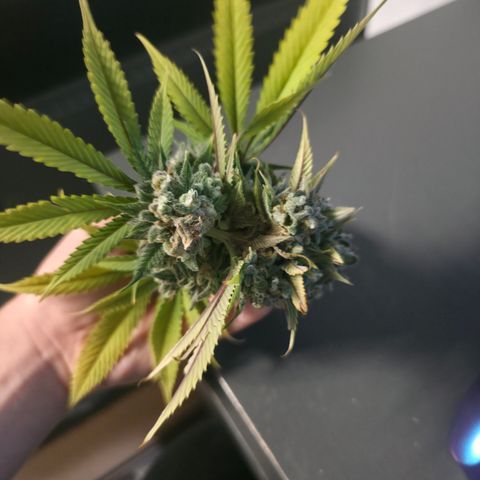 Blueberry Pancakes #2 growlog photo: Leider Bud Rot (Botrytis) an einer Main entdeckt, sonst bis jetzt nichts weiter gesehen...
