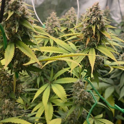 Blueberry Pancakes #2 growlog photo: Leider Bud Rot (Botrytis) an einer Main entdeckt, sonst bis jetzt nichts weiter gesehen...