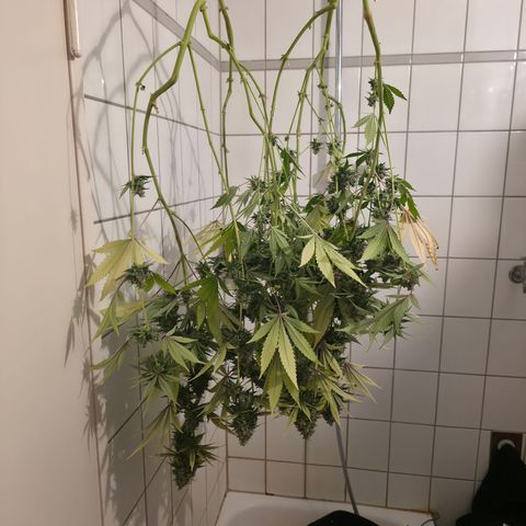 Blueberry Pancakes #2 growlog photo: Noterne, hab noch zwei weitere Schimmelige Buds entdeckt und zwei Stàngel haben sich gelb/braun verfàrbt. Zum Schutz der anderen Pflanze musste diese leider weichen....