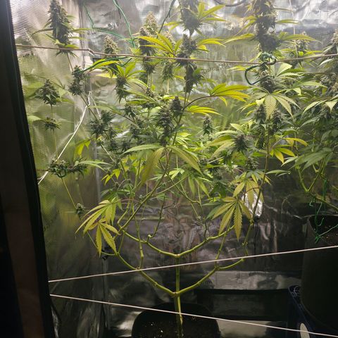 Blueberry Pancakes #2 growlog timeline photo