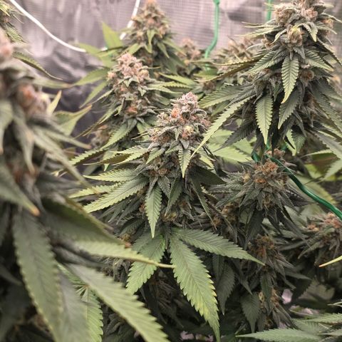 Blueberry Pancakes #1 growlog timeline photo
