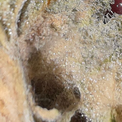 Foto del growlog de Blueberry Pancakes #1: Leider ist diese noch stärker als ihre Partnerin von Botrytis betroffen. Habe 2 bis 3 kleine Buds die sauber aussehen zum testen am curen, der rest kommt weg da hier due Buds schon deutlich fortgeschritteneren Grauschimmel Befall hatten.