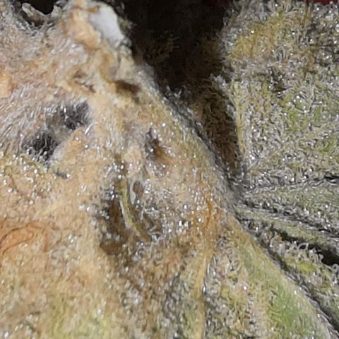 Foto del growlog de Blueberry Pancakes #1: Leider ist diese noch stärker als ihre Partnerin von Botrytis betroffen. Habe 2 bis 3 kleine Buds die sauber aussehen zum testen am curen, der rest kommt weg da hier due Buds schon deutlich fortgeschritteneren Grauschimmel Befall hatten.