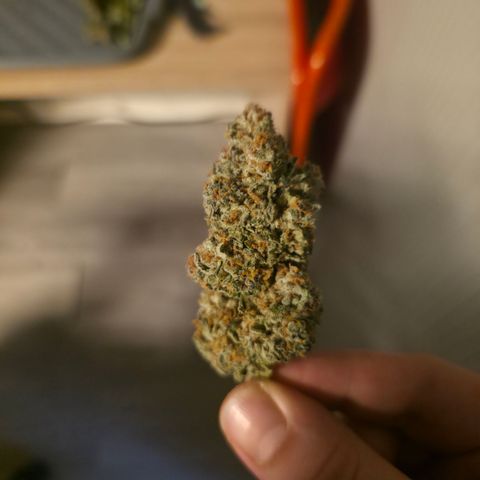 Foto del growlog de Blueberry Pancakes #1: Leider ist diese noch stärker als ihre Partnerin von Botrytis betroffen. Habe 2 bis 3 kleine Buds die sauber aussehen zum testen am curen, der rest kommt weg da hier due Buds schon deutlich fortgeschritteneren Grauschimmel Befall hatten.