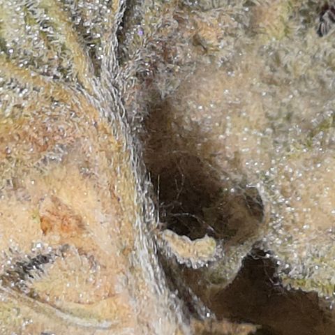 Foto del growlog de Blueberry Pancakes #1: Leider ist diese noch stärker als ihre Partnerin von Botrytis betroffen. Habe 2 bis 3 kleine Buds die sauber aussehen zum testen am curen, der rest kommt weg da hier due Buds schon deutlich fortgeschritteneren Grauschimmel Befall hatten.