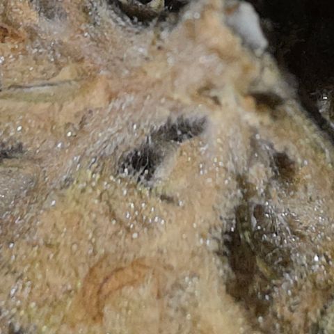 Foto del growlog de Blueberry Pancakes #1: Leider ist diese noch stärker als ihre Partnerin von Botrytis betroffen. Habe 2 bis 3 kleine Buds die sauber aussehen zum testen am curen, der rest kommt weg da hier due Buds schon deutlich fortgeschritteneren Grauschimmel Befall hatten.