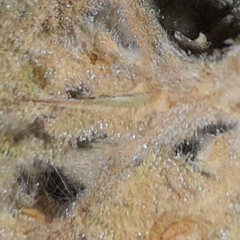 Foto del growlog de Blueberry Pancakes #1: Leider ist diese noch stärker als ihre Partnerin von Botrytis betroffen. Habe 2 bis 3 kleine Buds die sauber aussehen zum testen am curen, der rest kommt weg da hier due Buds schon deutlich fortgeschritteneren Grauschimmel Befall hatten.