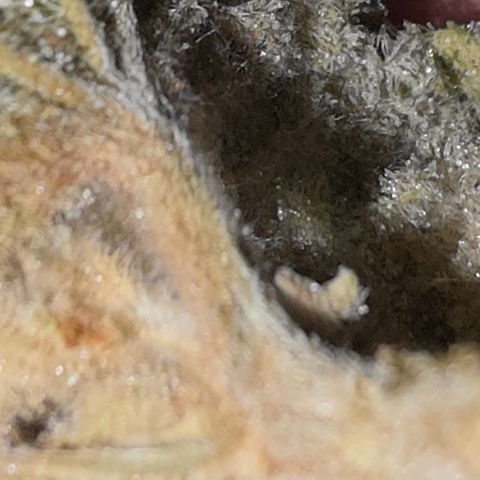 Foto del growlog de Blueberry Pancakes #1: Leider ist diese noch stärker als ihre Partnerin von Botrytis betroffen. Habe 2 bis 3 kleine Buds die sauber aussehen zum testen am curen, der rest kommt weg da hier due Buds schon deutlich fortgeschritteneren Grauschimmel Befall hatten.