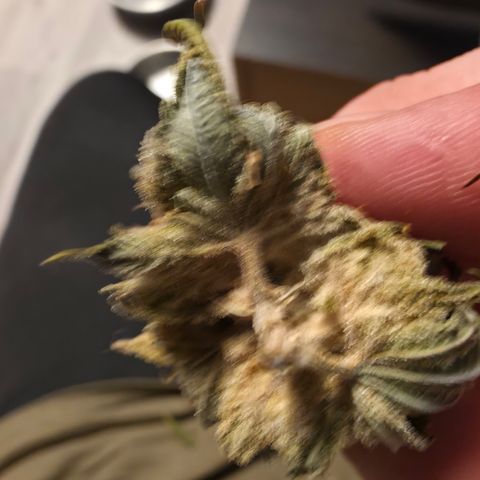 Foto del growlog de Blueberry Pancakes #1: Leider ist diese noch stärker als ihre Partnerin von Botrytis betroffen. Habe 2 bis 3 kleine Buds die sauber aussehen zum testen am curen, der rest kommt weg da hier due Buds schon deutlich fortgeschritteneren Grauschimmel Befall hatten.