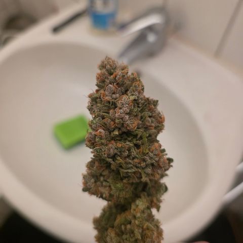 Blueberry Pancakes #2 growlog timeline photo