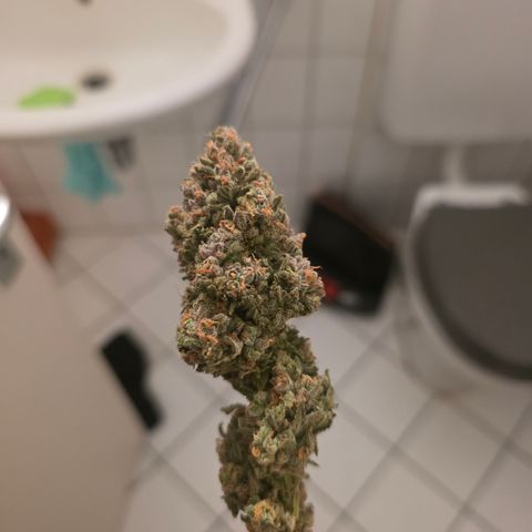 Blueberry Pancakes #2 growlog timeline photo