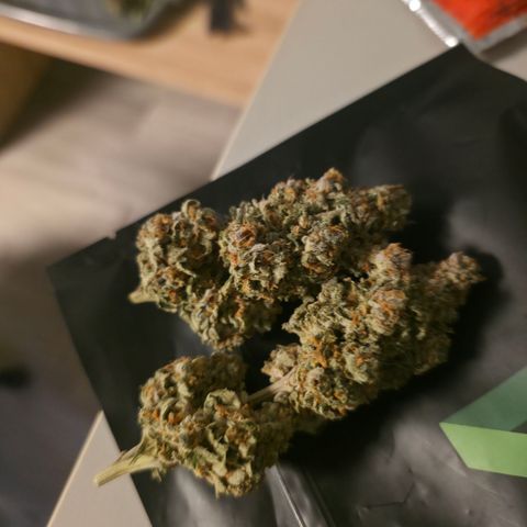 Blueberry Pancakes #2 growlog timeline photo