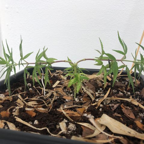 Preensed growlog photo: Inicio do LST