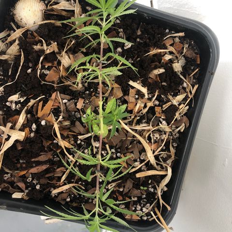 Preensed growlog photo: Inicio do LST