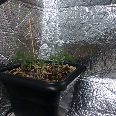 Preensed growlog photo: Adicionei uma manta reflexiva, improvisei usando um corta sol  de carro.