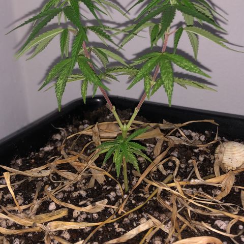 Preensed growlog timeline photo
