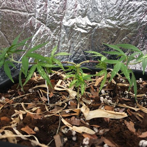 Preensed growlog timeline photo