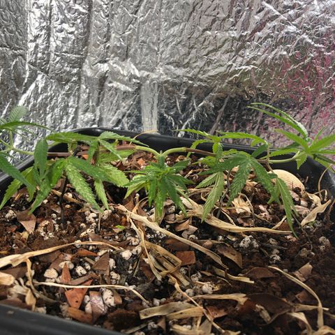 Preensed growlog timeline photo