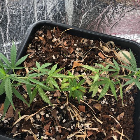 Preensed growlog timeline photo